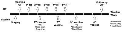 Immunotherapeutic allogeneic dendritic cell and autologous tumor cell fusion vaccine alone or combined with radiotherapy in canine oral malignant melanoma is safe and potentially effective